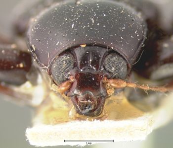 Media type: image;   Entomology 9793 Aspect: head frontal view